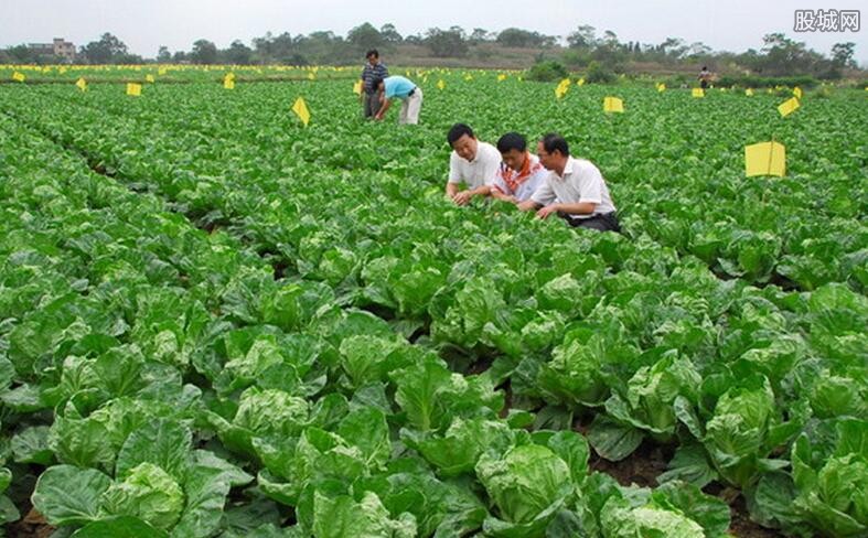 农业蔬菜种植最新技术与实践探讨